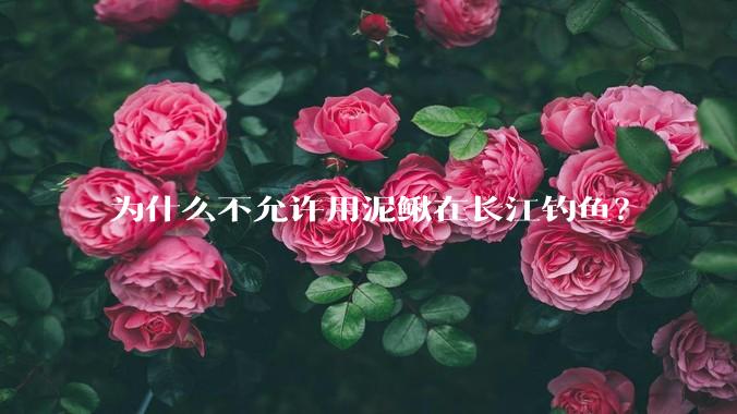 为什么不允许用泥鳅在长江钓鱼？